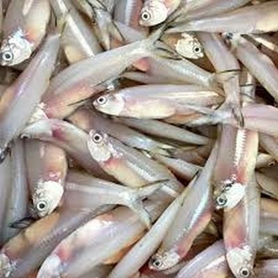 Fresh Anchovy Fish