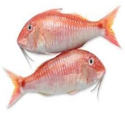 Fresh Goat Fish