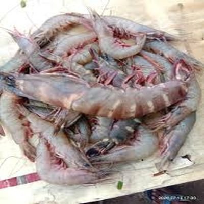 Fresh Prawn Fish
