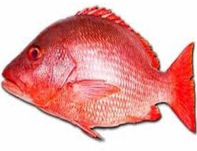 Fresh Red Snapper Fish