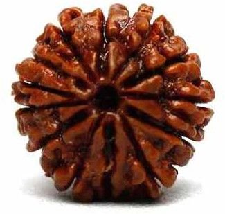 12 Mukhi Rudraksha Bead