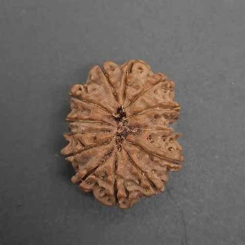13 Mukhi Rudraksha Bead