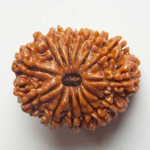 14 Mukhi Rudraksha Bead