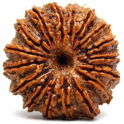 18 Mukhi Rudraksha Bead