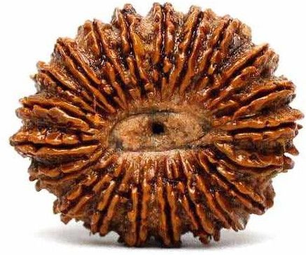 21 Mukhi Rudraksha Bead