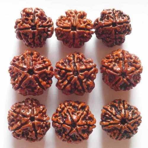 5 Mukhi Rudraksha
