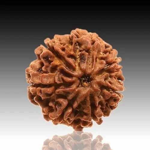 7 Mukhi Rudraksha