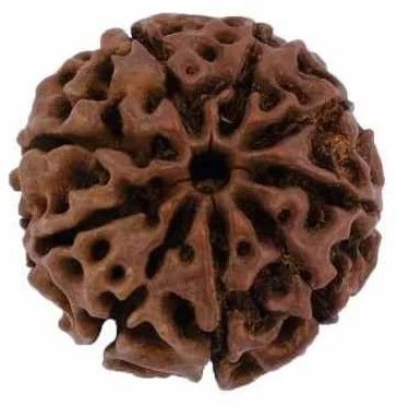 9 Mukhi Rudraksha