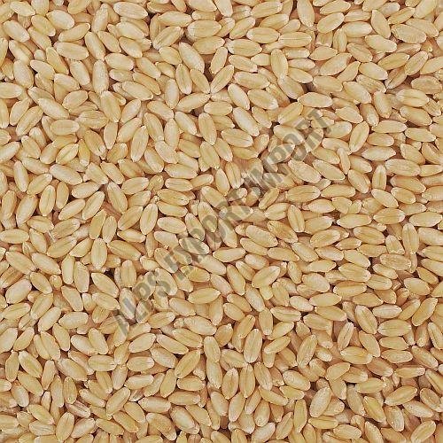 Lokwan Wheat Grain