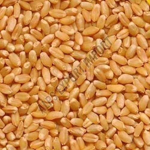 Sharbati Wheat Grain