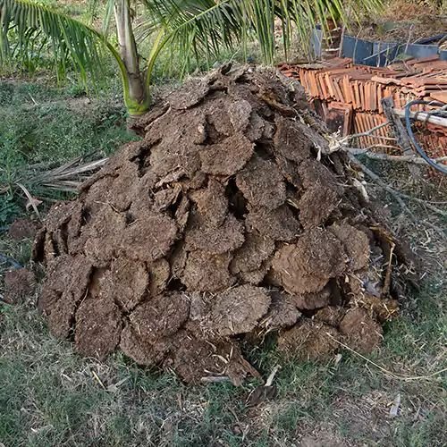 Cow Dung Cake