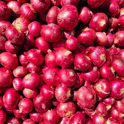 A Grade Red Onion