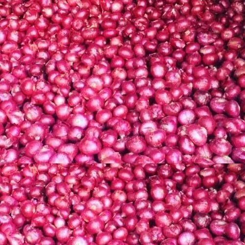 Fresh Red Onion