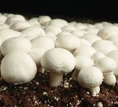 White Button Mushroom