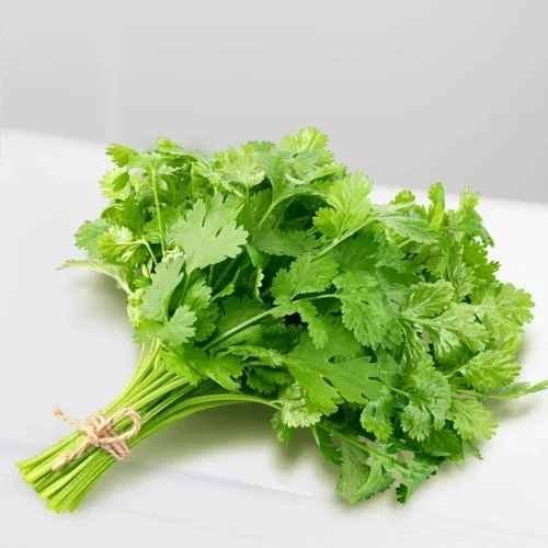 A Grade Fresh Coriander Leave