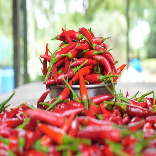 Bird Eye Chilli