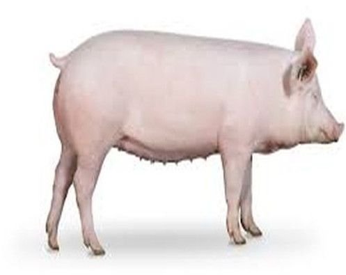 White Big Yorkshire Pig White Big Yorkshire Pig
