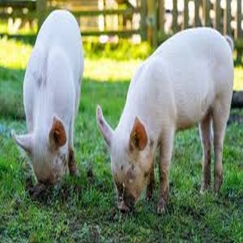 White Big Male Pig White Big Male Pig