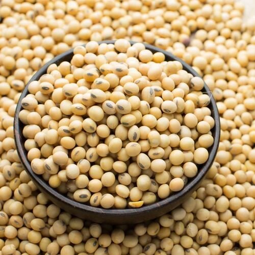 Dry Soybean Seeds