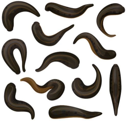 Medicinal Leeches