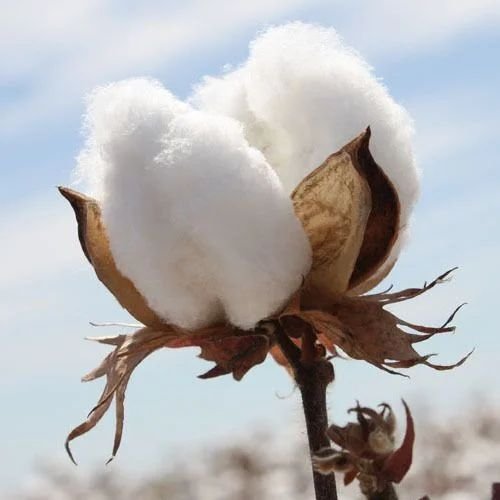 White Raw Cotton