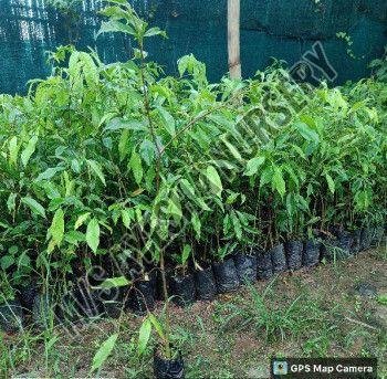 agarwood plant