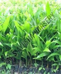 arecanut plant