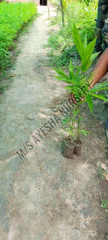 Bambusa Bamboo Plant