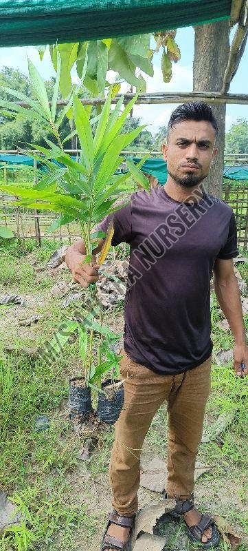 Bambusa Tulda Plant