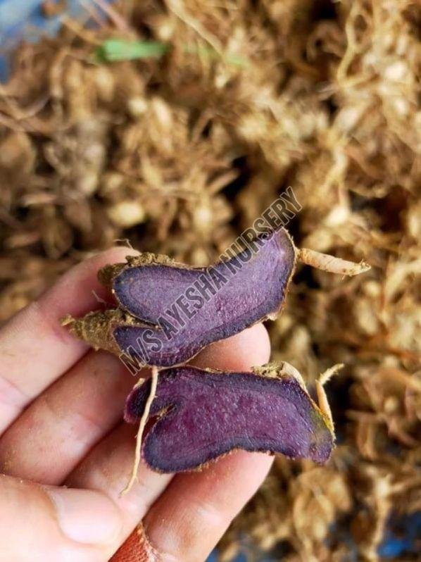 BLACK GINGER