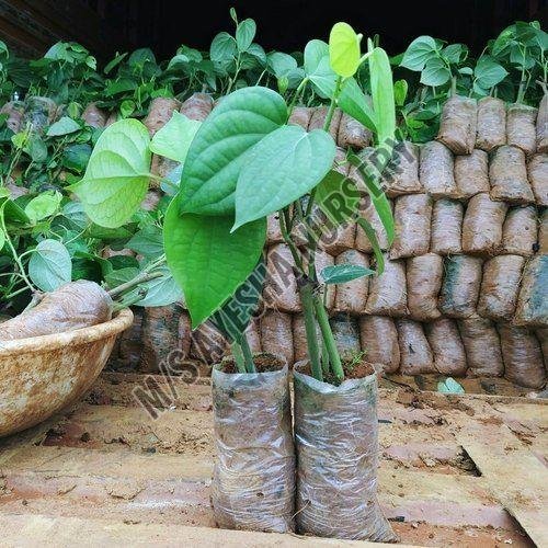 Black Pepper Plant