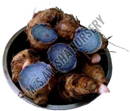black turmeric