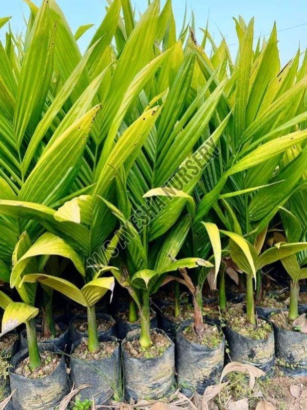 Hybrid Arecanut Plants