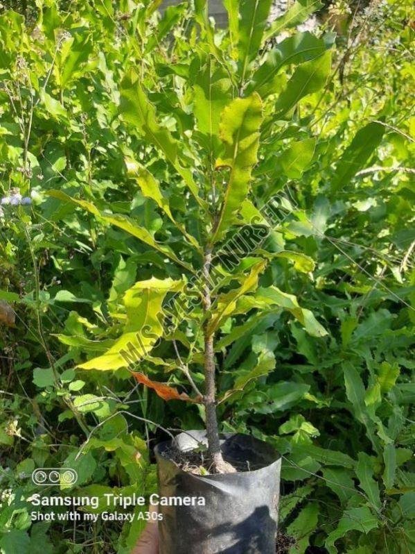 Macadamia Nut Plant