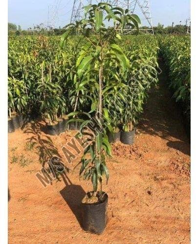 Mango Plant