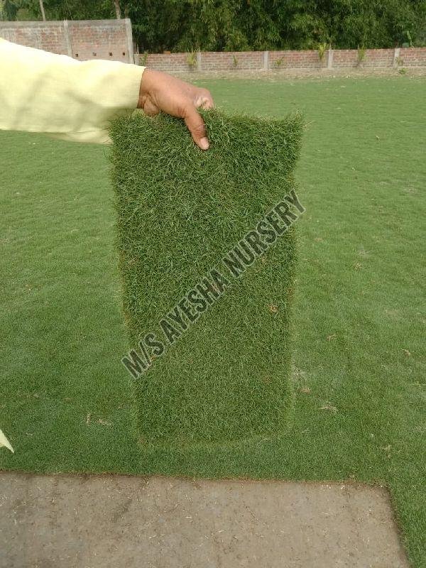 Natural Carpart Grass