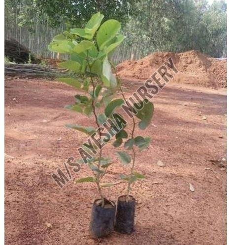 red sandalwood plant