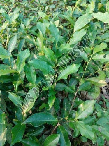 Tea Plant