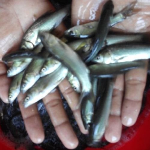 Black Carp Fish Seeds
