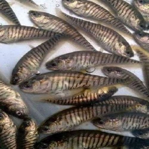 Grey Chital Fish Seeds