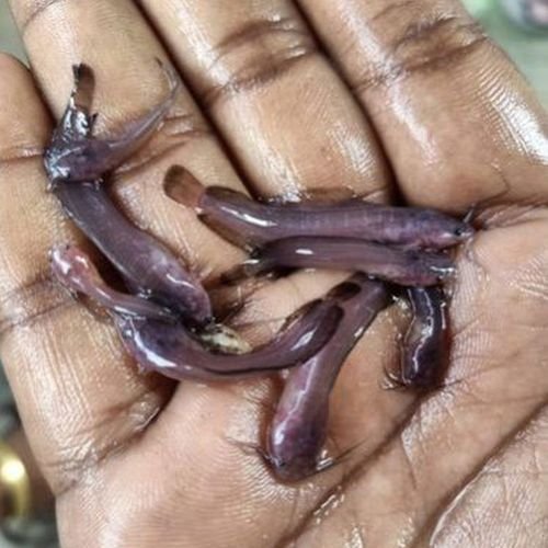 Desi Magur Fish Seeds