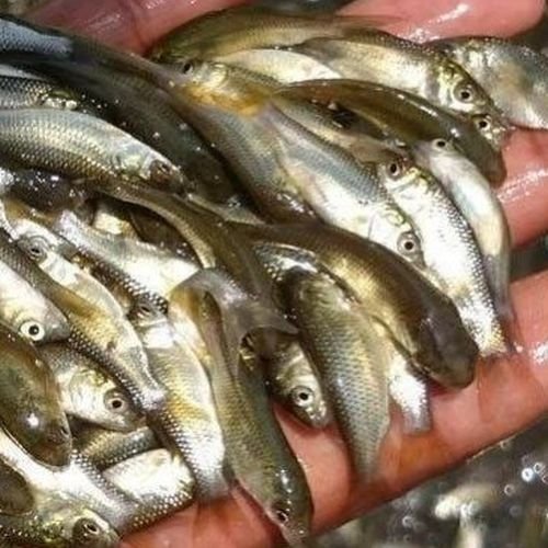 Grass Carp Fish Seeds