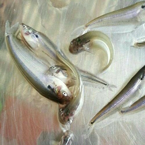 Grey Pabda Fish Seeds