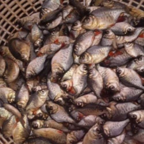 Grey Roopchand Fish Seeds