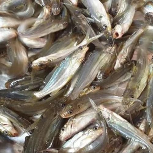 Gulsha Tangra Fish Seeds