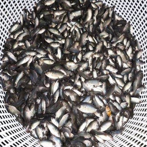 Live Koi Fish Seeds