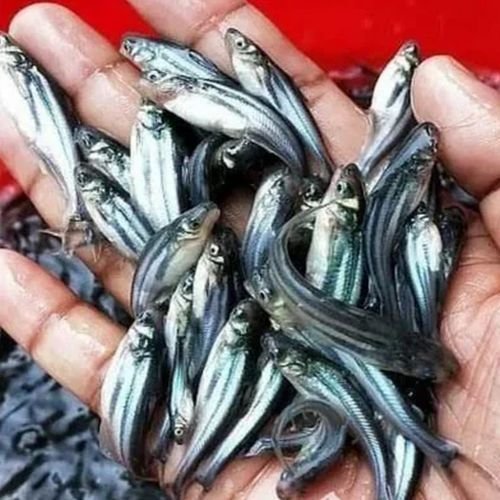 Live Pangasius Fish Seeds