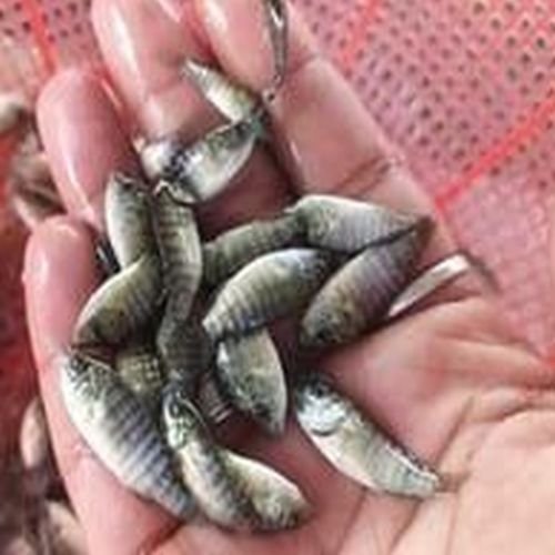 Live Tilapia Fish Seeds