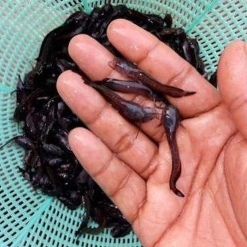 Brown Magur Fish Seeds
