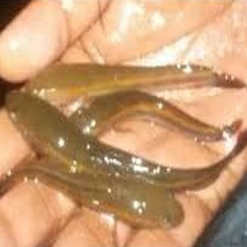 Murrel Fish Seeds